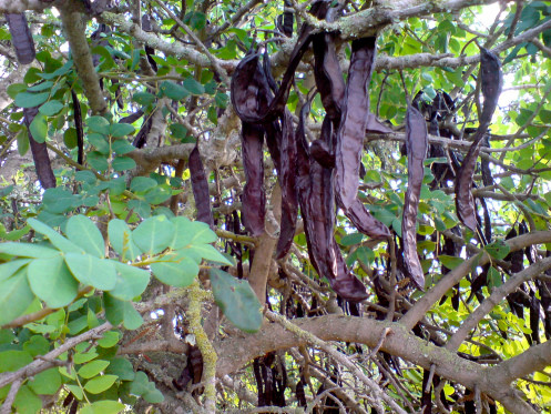 Nguồn gốc chính xác của cây Carob chưa được biết rõ, người ta tin rằng nó có nguồn gốc từ khu vực Đông Địa Trung Hải. Cây Carob đã được phát triển từ thời cổ đại ở hầu hết các nước thuộc lưu vực Địa Trung Hải.