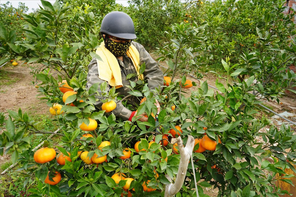 Ngoài giống cam Vinh, các hộ dân ở Thất Hùng còn ưa chuộng trồng giống cam đường canh. Hộ ông Vũ Xuân Cường - một trong những hộ có diện tích trồng cam lớn nhất khu Vũ Xá (Thất Hùng) - chia sẻ, nếu như cam Vinh có hàm lượng đường 13% thì cam đường canh hàm lượng đường là 14%, được nhiều khách hàng tìm mua với số lượng lớn. Dưới bàn tay chăm sóc của các chủ vườn hàng chục năm kinh nghiệm, những quả cam đường canh bóng bẩy, vỏ mỏng, căng mọng, quả to, nặng từ 150-250 gam. Ảnh: Mai Dung.