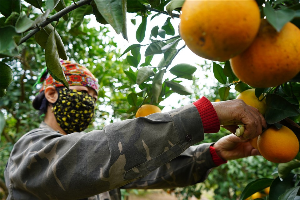 Được biết, vụ thu hoạch cam Thất Hùng kéo dài từ tháng 11 âm lịch đến hết tháng Giêng năm sau. Trong đó, cao điểm là dịp cận Tết nguyên đán. Thời điểm giữa tháng 11 âm lịch, giá cam Vinh tại vườn là 40.000 đồng/kg, cam đường canh 60.000 đồng/kg, đắt hơn đầu mùa 5000 đồng/kg và có thể sẽ tăng vào thời điểm cận Tết.