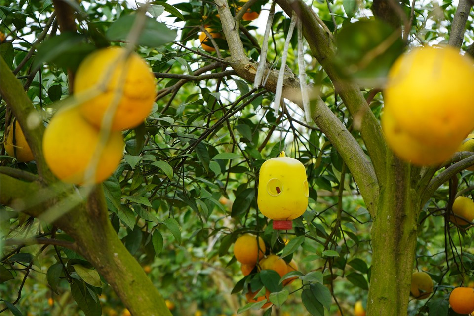 Để có những quả cam căng mọng đến tay khách hàng, các hộ trồng cam sử dụng nhiều biện pháp phòng sâu bệnh bằng phương pháp hữu cơ.