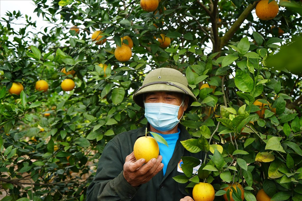 Vụ cam Tết năm 2022, vườn cam nhà ông Toàn bị ảnh hưởng thời tiết, sản lượng ít hơn vụ trước. Tuy vậy, chất lượng cam không những không bị ảnh hưởng mà còn rất ngon, ngọt. Từ tháng 11 âm lịch, thương lái đã tìm mua cam Thất Hùng với giá cao hơn mọi năm trung bình 10.000 đồng/kg. Ảnh: Mai Dung.