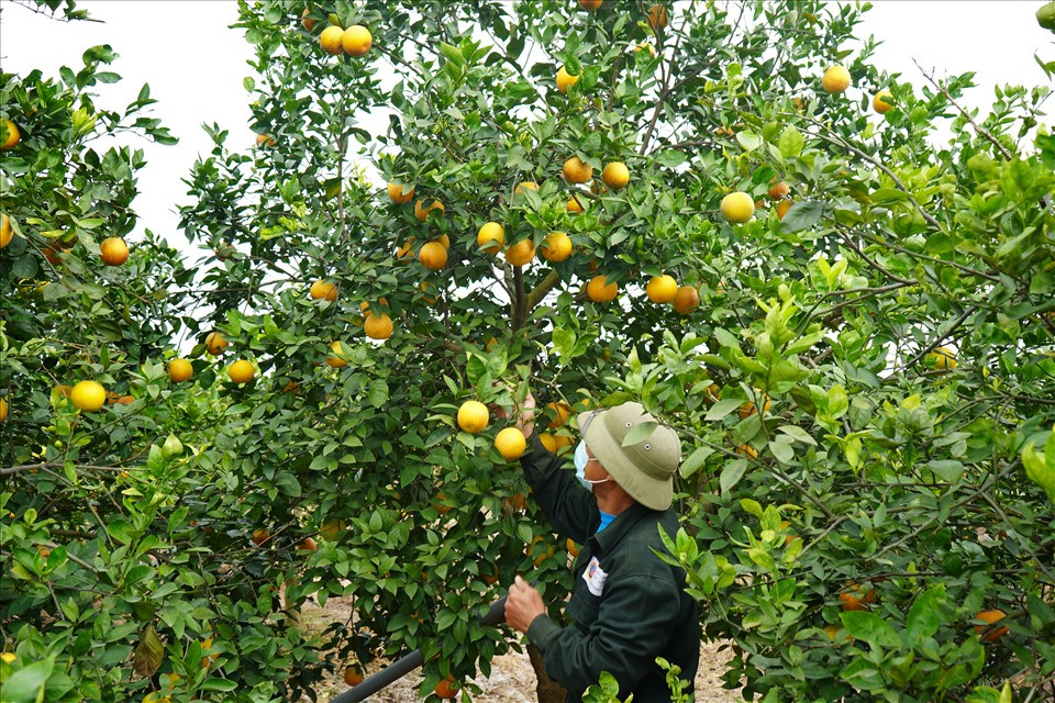 Ông Vũ Văn Toàn, 70 tuổi, người có hơn 10 năm trồng cam ở Tổ dân phố Vũ Xá (phường Thất Hùng, Kinh Môn, Hải Dương) cho biết, một vài năm gần đây, ông và một số hộ trồng cam chuyển sang phương pháp hữu cơ mang lại hiệu quả, năng suất cao. Cây phát triển tốt, chất lượng cam ngon, ngọt, căng mọng và rất an toàn cho sức khoẻ. Ảnh: Mai Dung. 