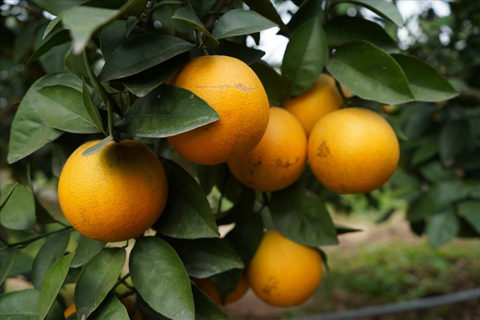 Ông Nguyễn Văn Quang - Chủ nhiệm Hợp tác xã Sản xuất và tiêu thụ nông sản sạch Thất Hùng - cho biết: Mới đây, sản phẩm cam Vũ Xá của hợp tác xã Sản xuất và tiêu thụ nông sản sạch Thất Hùng hay còn gọi là cam Thất Hùng được xếp hạng sản phẩm OCOP 4 sao cấp tỉnh. Mong muốn của Hợp tác xã và các hộ trồng cam là mang đến giá trị và chất lượng sản phẩm đến người tiêu dùng, đưa giống cam Vũ Xá “bay” cao hơn, vào các siêu thị, chuỗi giao dịch điện tử trên cả nước và có hướng xuất khẩu đi nước ngoài. Ảnh: Mai Dung.