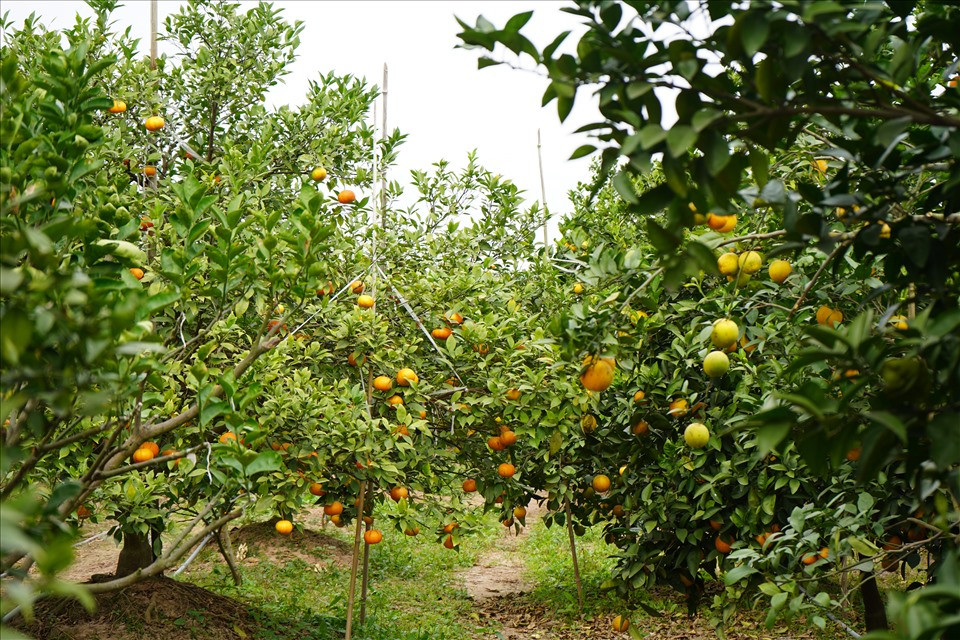 Phường Thất Hùng, Thị xã Kinh Môn, tỉnh Hải Dương được mệnh danh là "thủ phủ" trồng cam ở Hải Dương với hàng trăm hộ trồng cam, nhiều hộ quy mô lớn với hàng nghìn gốc cam. Trong đó, chủ yếu tập trung 2 giống cam Vinh và cam đường canh. Ảnh: Mai Dung.