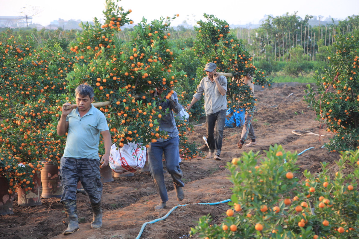 Anh Cường (Văn Giang) cho biết, khách thường đặt quất từ tháng 10, bắt đầu bốc quất từ ngày 19 và kết thúc vào 27 âm lịch.