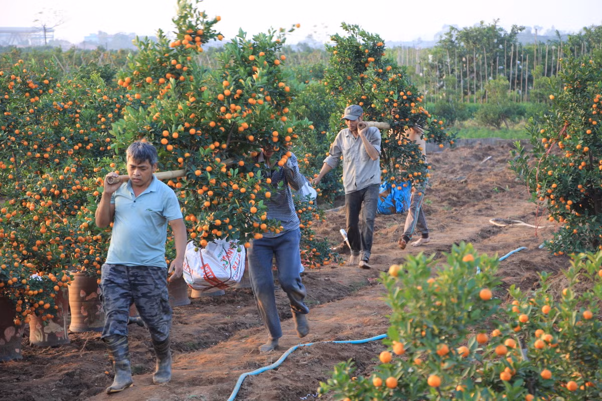 Anh Cường (Văn Giang) cho biết, khách thường đặt quất từ tháng 10, bắt đầu bốc quất từ ngày 19 và kết thúc vào 27 âm lịch.
