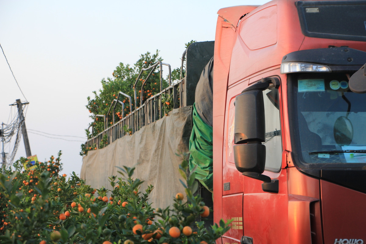 Những chiếc xe len lỏi vào tận vườn để nhận quất.