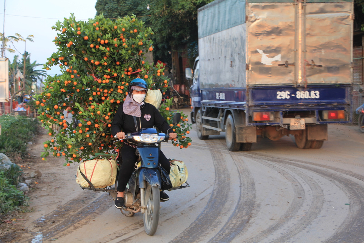 Những gốc quất Văn Giang được chuyển đi nhiều tỉnh thành để phục vụ bà con đón Tết Nhâm Dần 2022.