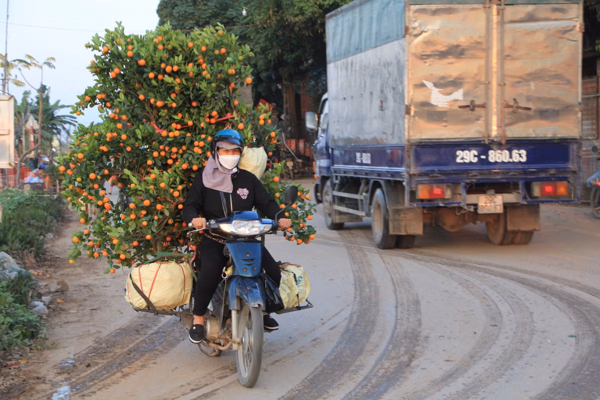 Những gốc quất Văn Giang được chuyển đi nhiều tỉnh thành để phục vụ bà con đón Tết Nhâm Dần 2022.