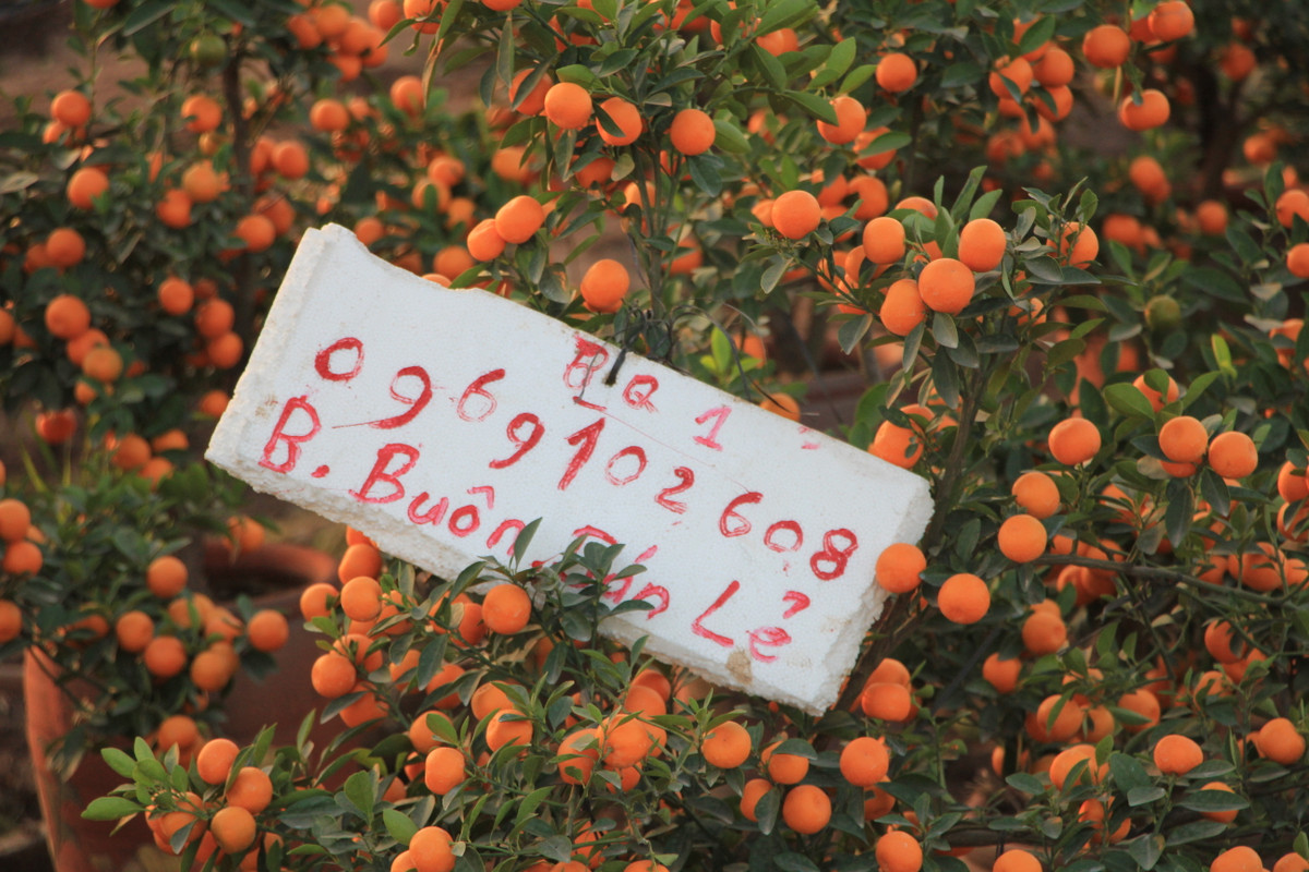 “Thu phu” quat Van Giang tat bat nho goc di tinh-Hinh-2