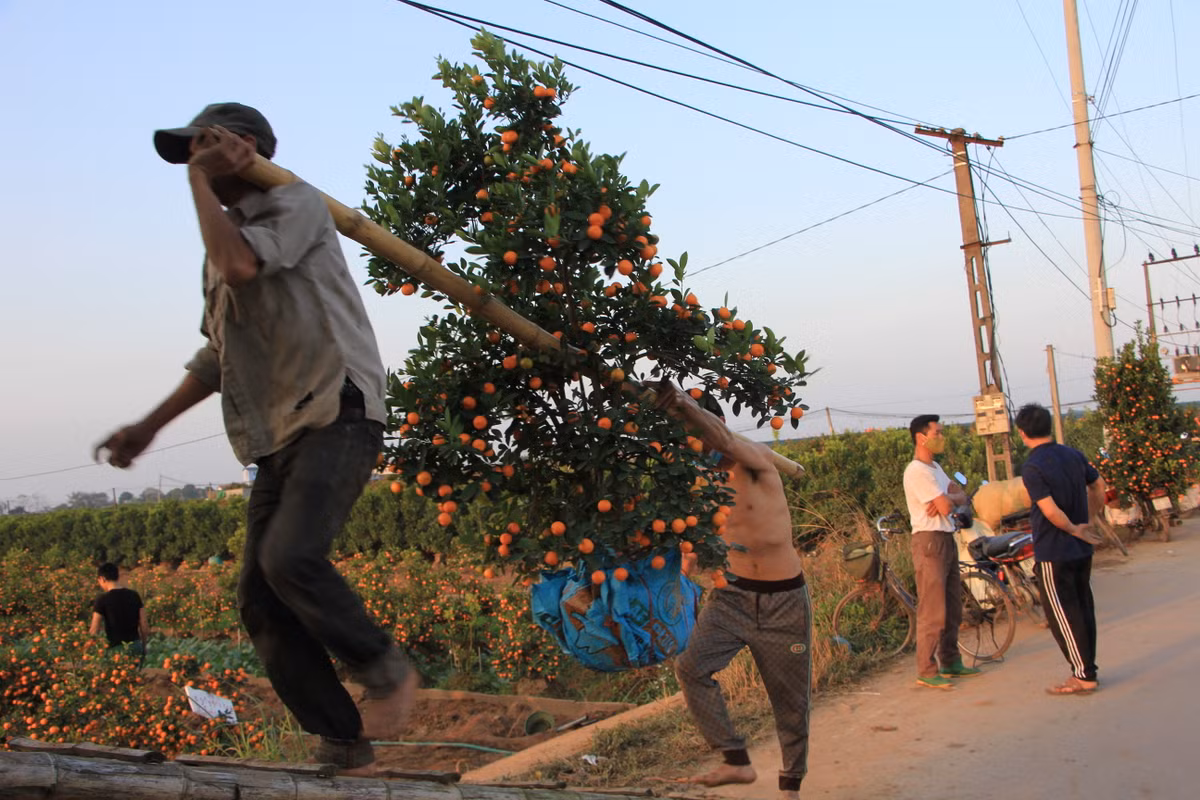 Anh Nguyễn Văn Mạnh (xã Thắng Lợi, Văn Giang, Hưng Yên) là chủ vườn hơn 500 gốc quất cho biết, đến nay vườn nhà anh đã có khách đặt hết. Vụ này chị thu về được hơn 250 triệu đồng.