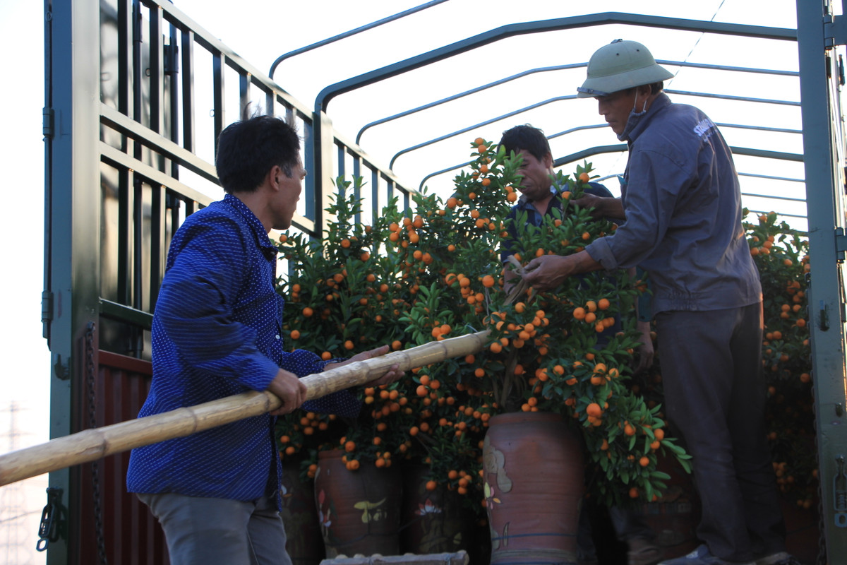 Đầu tư hơn 100 triệu mua quất và cam cảnh mang về Hà Nội bán, anh Đỗ Thế Lâm (Thạch Thất, Hà Nội) cho biết sẽ tùy sức mua mà bán, vì "cái này buôn thời vụ nên chưa thể nhận định được gì về lỗ lãi”.