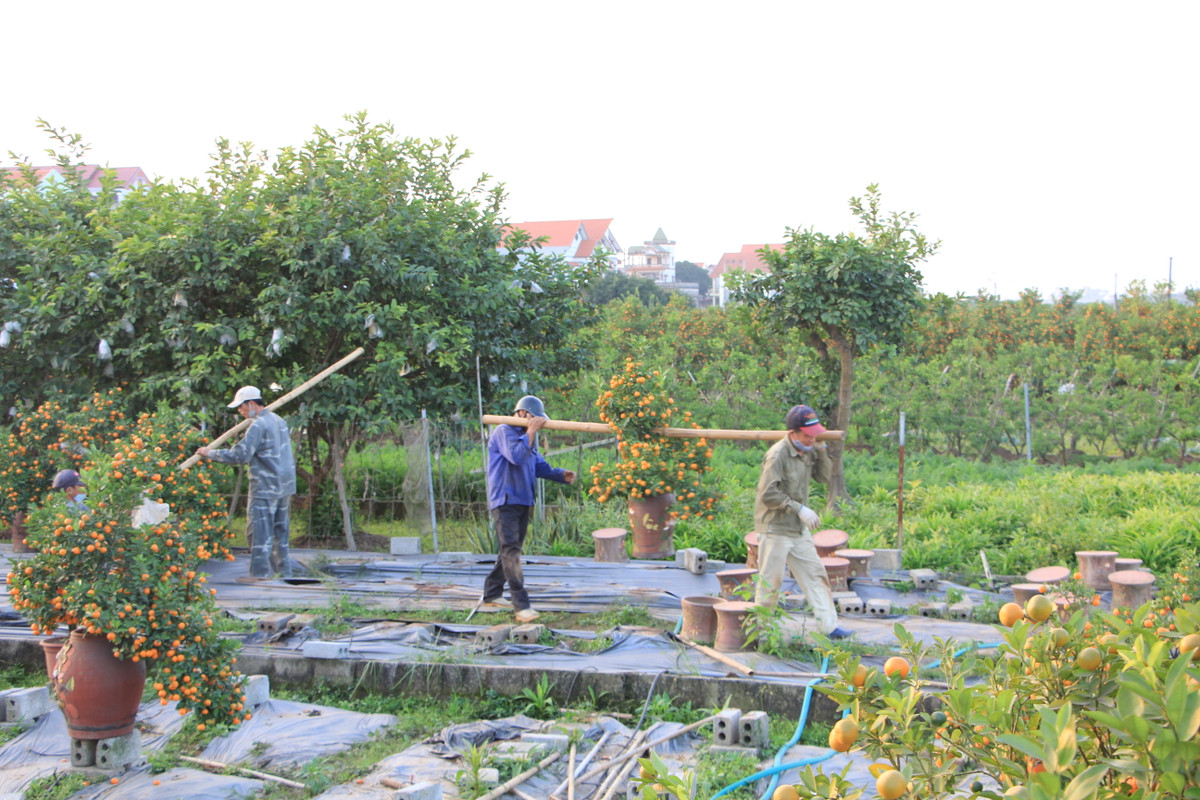 Hầu hết chủ vườn phải thuê người đào gốc và vận chuyển lên xe cho khách. Khi đào phải rất cẩn thận, tránh làm đứt rễ. Một ngày một người làm công việc bốc quất được trả tiền công 400.000 đồng.