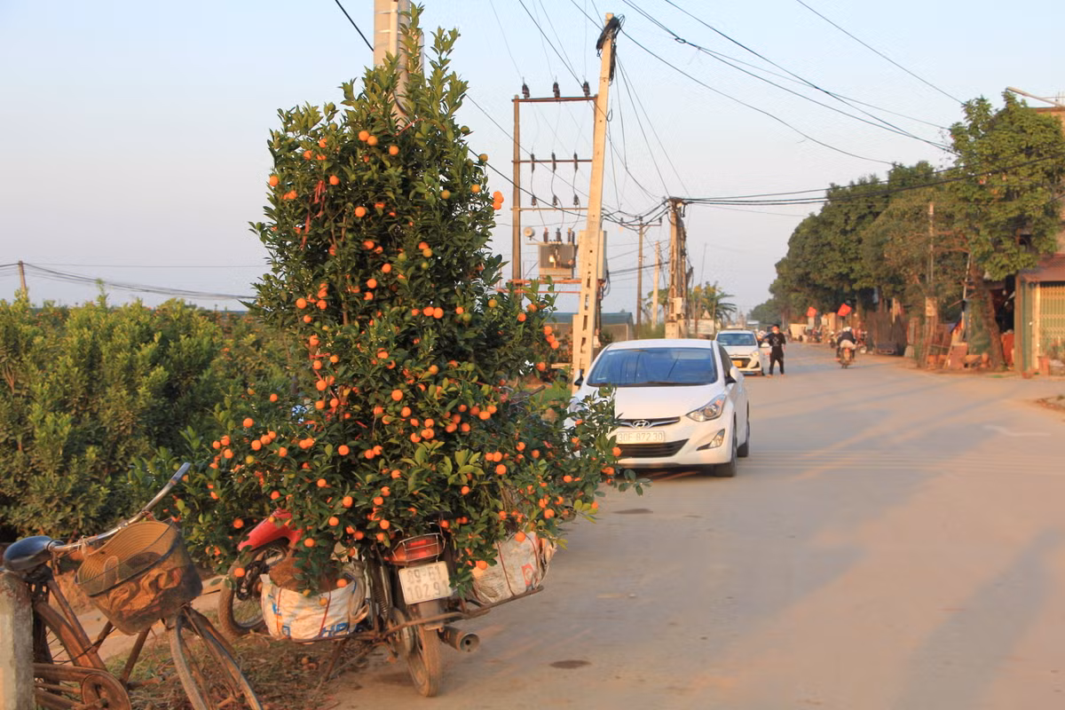 Những gốc quất cũng được các chủ vườn chở ra ngoài đường để trưng bán kiếm thêm lời.