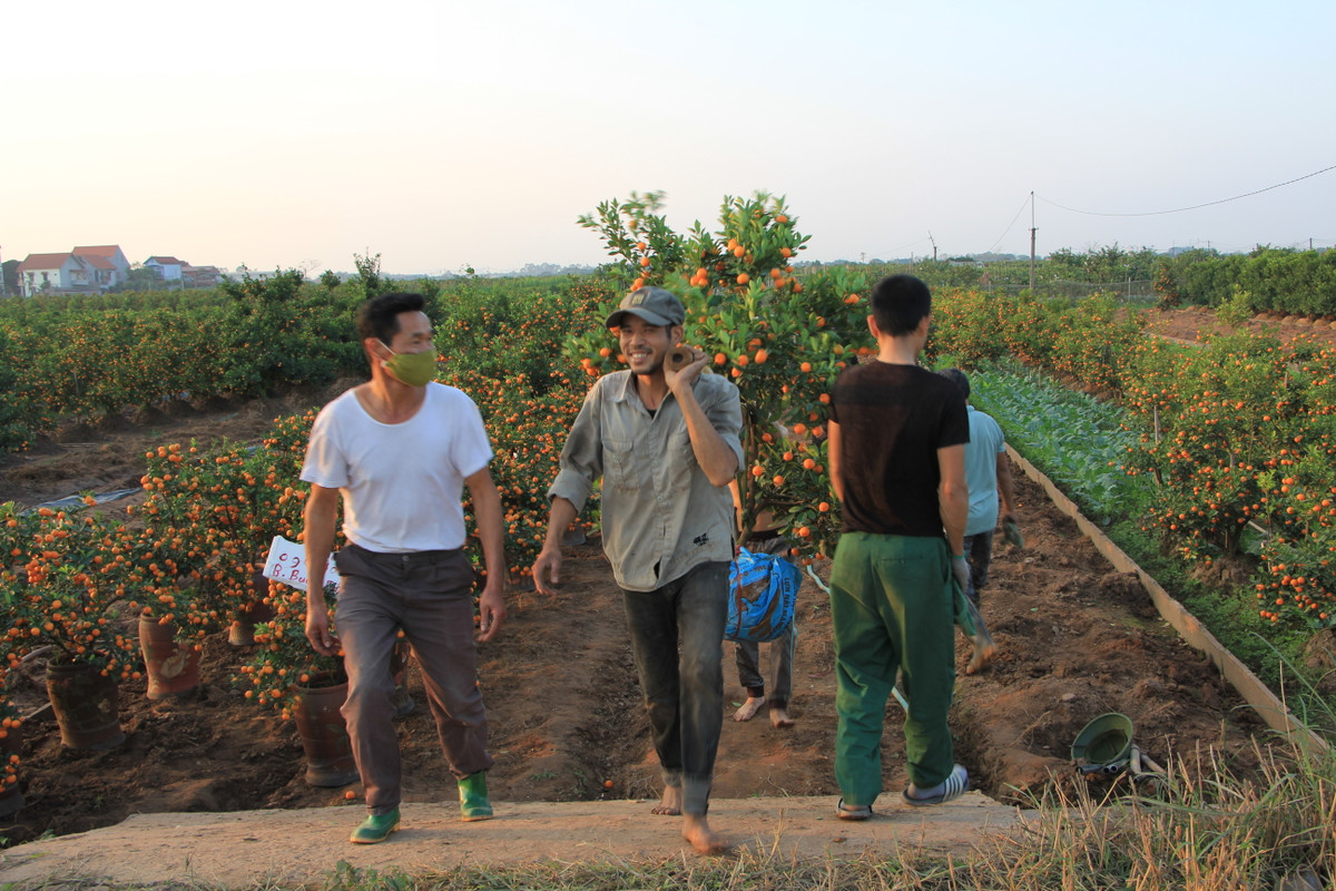Có nhiều loại quất như: quất thế, quất tháp, quất mini... Năm con Hổ, nhiều chủ vườn tạo thế quất hình con vật này, giá bán 500.000-700.000 đồng.