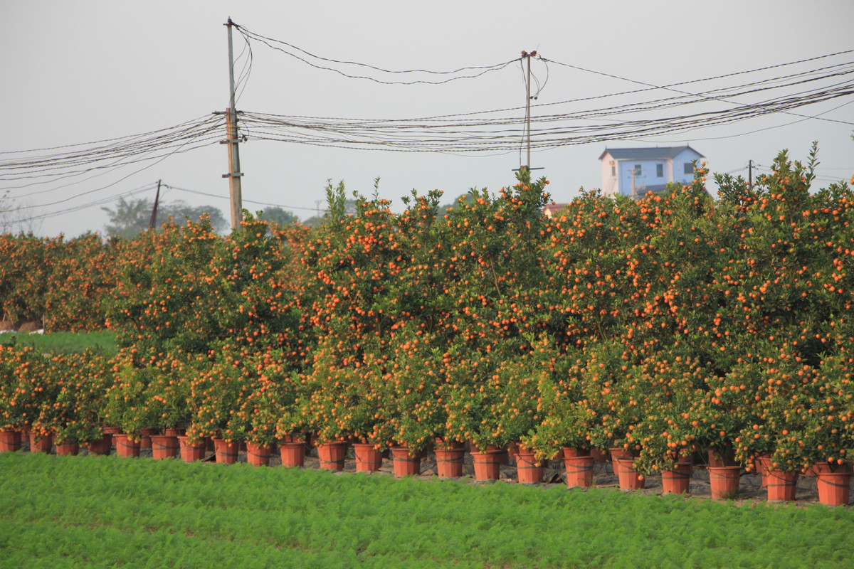 “Thu phu” quat Van Giang tat bat nho goc di tinh