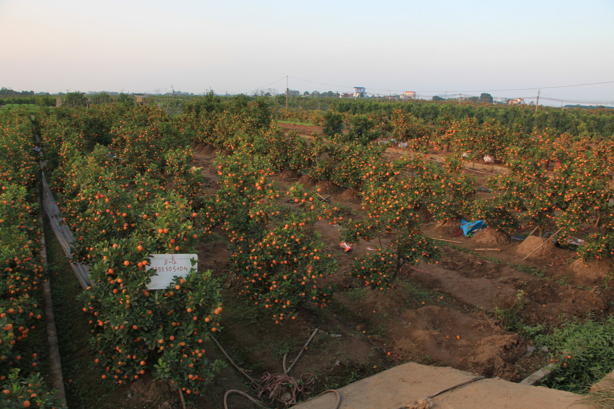 So với Tết năm ngoái, giá quất năm nay giảm trung bình 100.000-200.000 đồng mỗi cây.