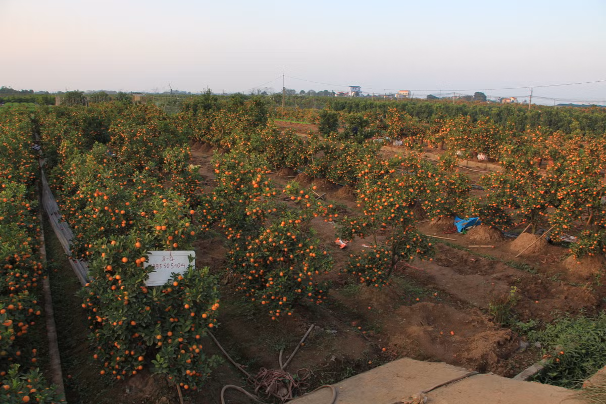 So với Tết năm ngoái, giá quất năm nay giảm trung bình 100.000-200.000 đồng mỗi cây.