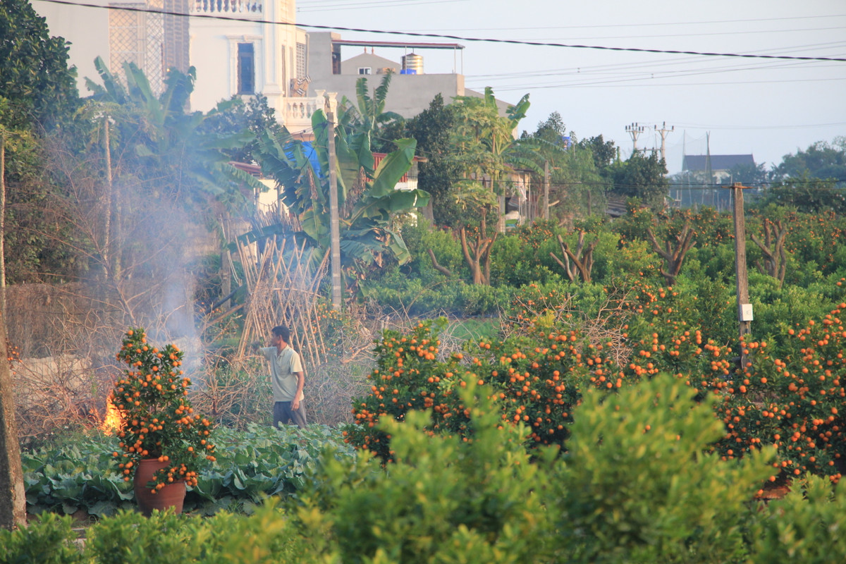 Chủ vườn dọn dẹp vệ sinh xung quanh gốc quất để các thương lái về "gắp" gốc.