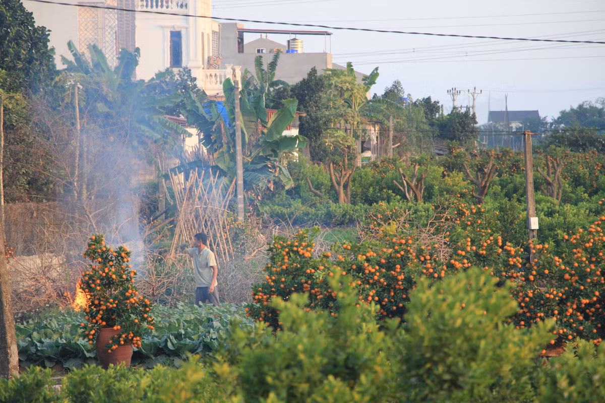 Chủ vườn dọn dẹp vệ sinh xung quanh gốc quất để các thương lái về "gắp" gốc.