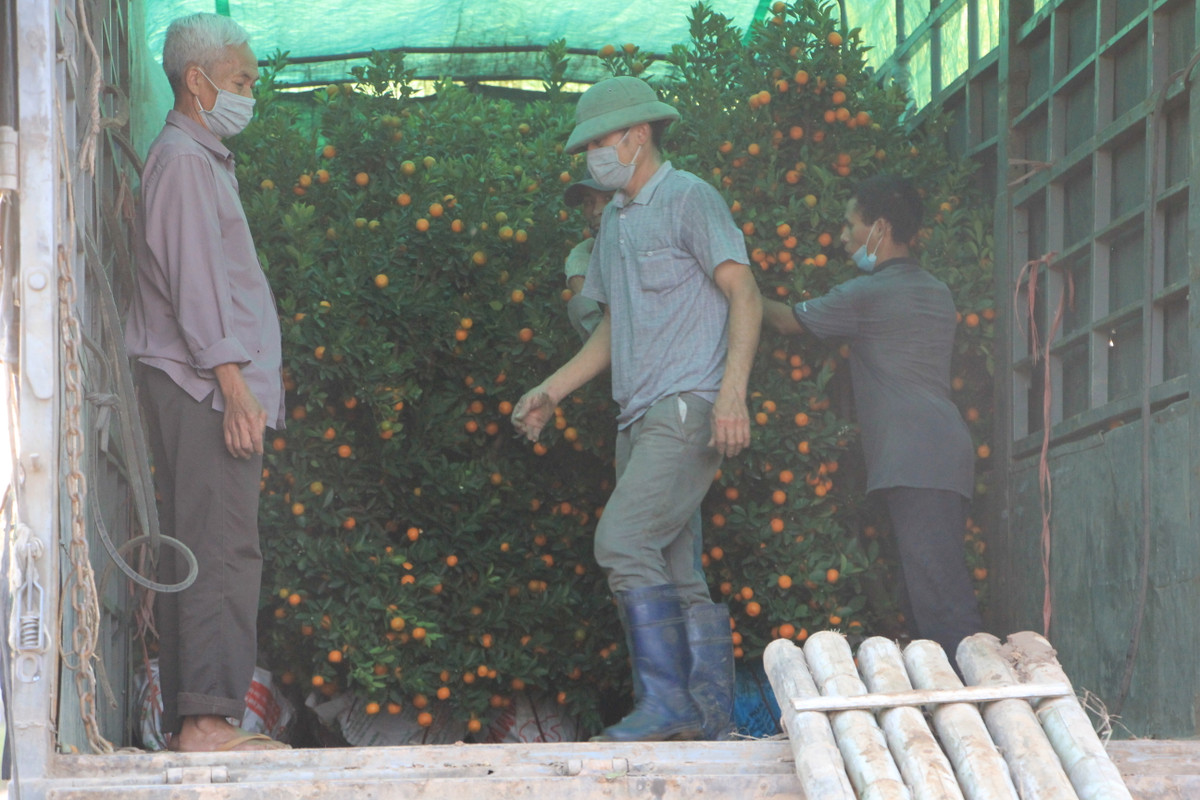 Theo người nông dân trồng quất, do thời tiết năm nay nắng nhiều, ít mưa nên việc chăm sóc quất gặp rất nhiều khó khăn, chất lượng cây quất năm nay vì thế cũng kém hơn so với mọi năm. Dù vậy, quất Văn Giang vẫn đa dạng về chủng loại, từ cây bé để bàn, quất bonsai, tới cây cao, cây to, lộc bình...