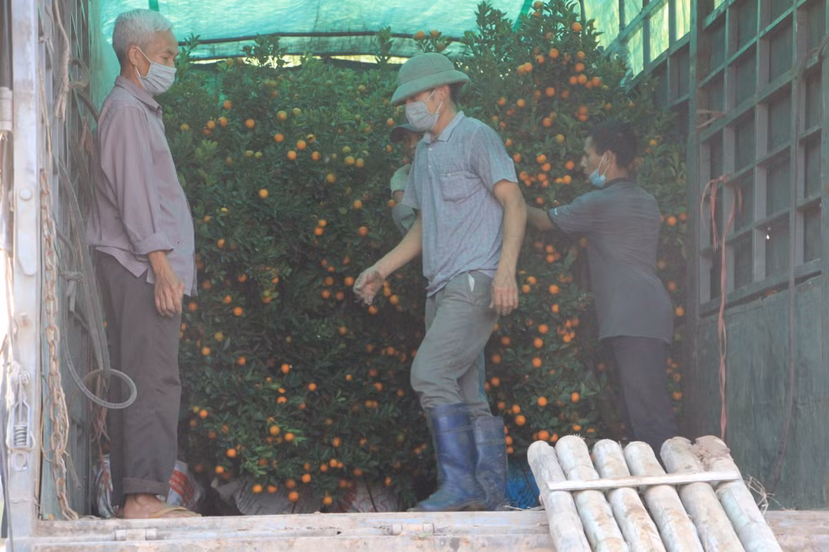 Theo người nông dân trồng quất, do thời tiết năm nay nắng nhiều, ít mưa nên việc chăm sóc quất gặp rất nhiều khó khăn, chất lượng cây quất năm nay vì thế cũng kém hơn so với mọi năm. Dù vậy, quất Văn Giang vẫn đa dạng về chủng loại, từ cây bé để bàn, quất bonsai, tới cây cao, cây to, lộc bình...