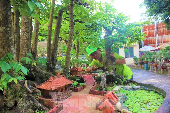 Những ngày cuối năm, ông Sanh khá bận rộn với việc chăm sóc cho gần 300 chậu cây cảnh phục vụ thị trường Tết Nguyên đán. Trong đó, ông Sanh không quên “trang điểm” cho chậu cây khế 19 thân lung linh đón Tết. “Cây cảnh cũng giống phụ nữ, dù đã đẹp sẵn nhưng Tết đến xuân về phải tuốt tát, làm đẹp một chút”, ông Sanh ví von.