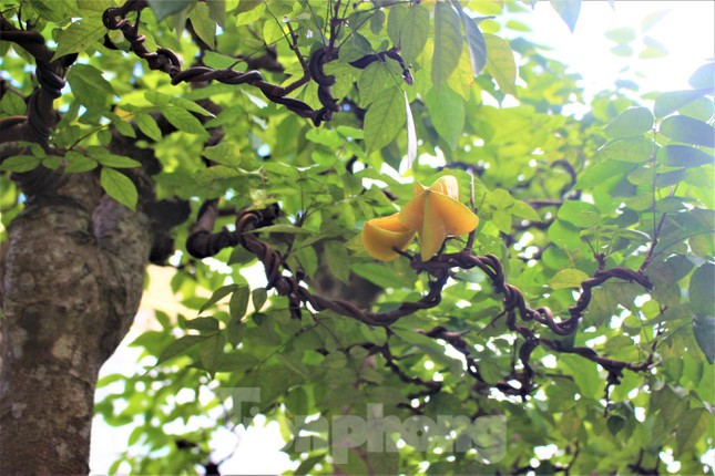 Nói về cây khế 19 thân, ông Sanh chia sẻ, mua lại của một nhà vườn tại huyện Krông Năng (Đắk Lắk) cách đây 4 năm. Lúc mới mua, cây đã 19 thân nhưng chưa được tạo dáng thế đồi núi nhấp nhô như bây giờ. 