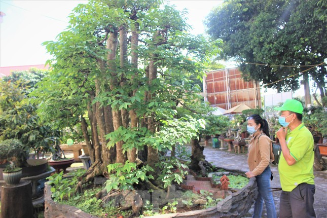 Nhằm tạo điều kiện cho những người yêu thích, dễ dàng chiêm ngưỡng cây khế 19 thân, ông Sanh đặt cây ngay khoảnh sân trước Thư viện tỉnh Đắk Lắk. “Ở nhà tôi không gian chật, không thể bộc lộ hết nét đẹp của cây khế; hơn nữa để ở đây trung tâm thành phố, ai muốn chiêm ngưỡng thì dễ dàng đến ngắm bất cứ lúc nào."