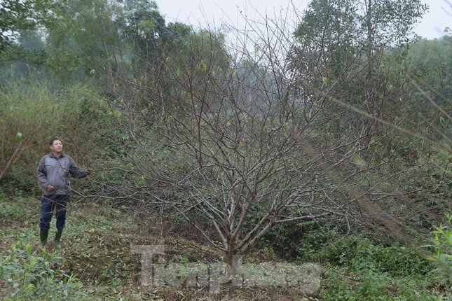 “Mong rằng toàn bộ nở đúng dịp Tết để có thêm thu nhập. Như năm ngoái thu được 80 triệu đồng tiền bán hoa đào, năm nay số lượng gốc độ tuổi từ 2-4 năm trên 200 gốc. Thời tiết năm nay thuận lợi nên cây phát triển tốt. Năm ngoái hoa nở sớm trước hơn 10 ngày”, anh Ánh cho hay.