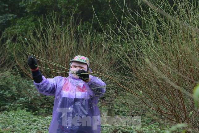 Lang dao phai xuong la “thay ao” don Tet