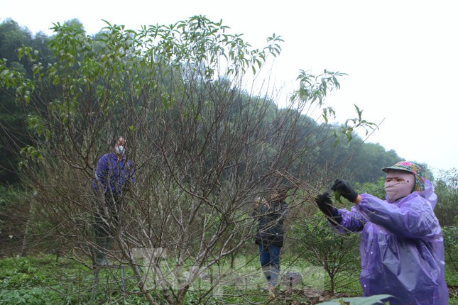 Đào được trồng chủ yếu ở các khu đồi dọc quốc lộ 21. Theo ghi nhận, rất nhiều hộ dân tại vườn đào phai ở thôn Kim Sơn, Đông Vĩnh… đã bắt đầu tất bật với công đoạn "thay áo" cho đào.