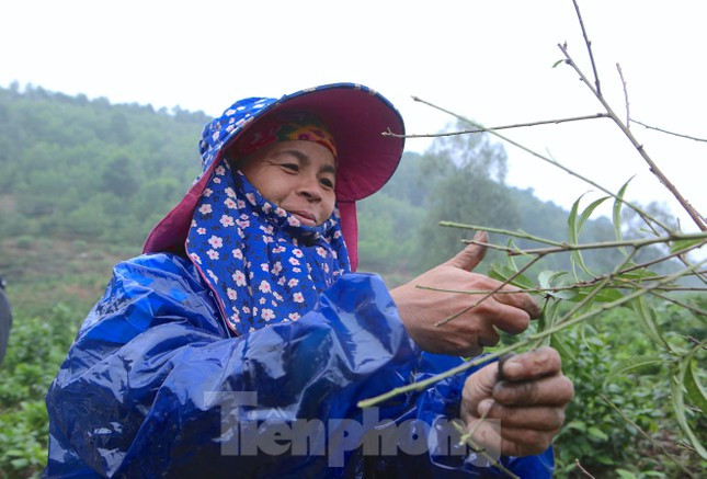 Người trồng đào xã Lưu Vĩnh Sơn bắt tay vào việc tuốt lá, tỉa cành khô, cành vụn cho các cây đào. Đây được xem là công đoạn “thay áo” cho các gốc đào, cũng là công đoạn cuối cùng để chuẩn bị cho đào ra hoa vào dịp Tết Nguyên đán.