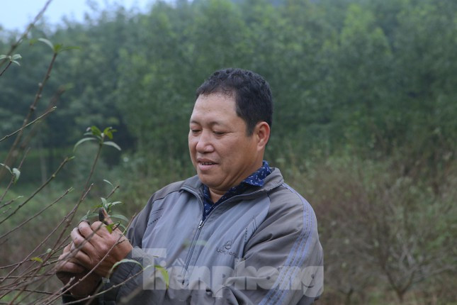 Anh Hồ Sỹ Ánh (thôn Kim Sơn, xã Lưu Vĩnh Sơn) cho biết, thời tiết năm nay thuận lợi cho đào phát triển. Thông thường người dân sẽ tuốt lá từ khoảng 30-45 ngày tuỳ theo thời tiết. Hiện tại một số gốc đào lá tự rụng, số khác đang tuốt lá, một số búp đã hé nở.