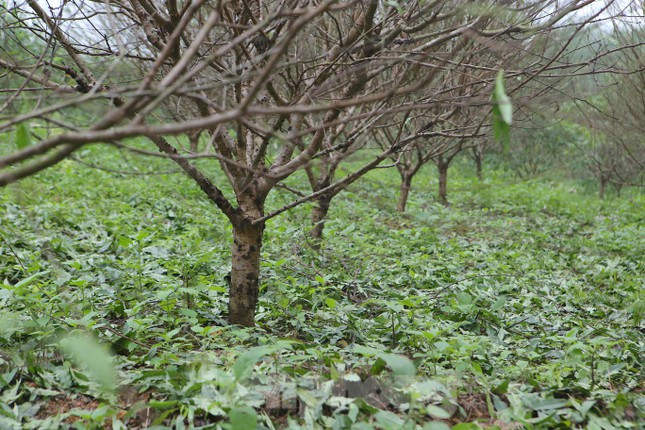 Và việc tuốt lá đào phải được thực hiện đúng thời gian để đào có thể nảy lộc, bung chồi và cho ra những lứa hoa to, đẹp vào dịp Tết Nguyên đán.