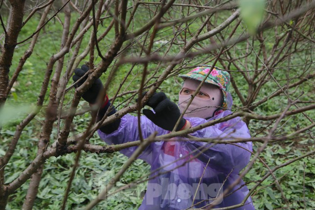 Chị Bùi Thị Thuỷ (thôn Đông Vĩnh, xã Lưu Vĩnh Sơn) cho biết, công đoạn tuốt lá đào đòi hỏi sự tỉ mỉ bởi tuốt lá không cẩn thận sẽ ảnh hưởng đến các mắt hoa, các chồi nụ của cây đào. Vì thế toàn bộ công đoạn tuốt lá, tỉa cành đều được thực hiện hoàn toàn theo phương pháp thủ công. Năm nay gia đình chị có 80 gốc bán ra thị trường, giá tuỳ theo cây và thế.