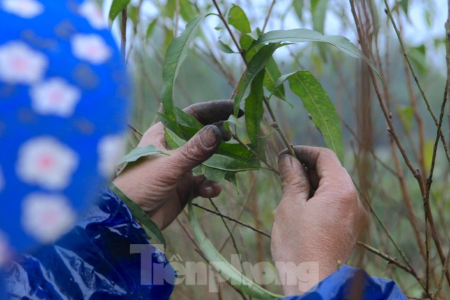 Mỗi người sẽ có những kinh nghiệm riêng để nhận biết thời điểm thích hợp nhất cho việc tuốt lá hay để đào tự xuống lá.
