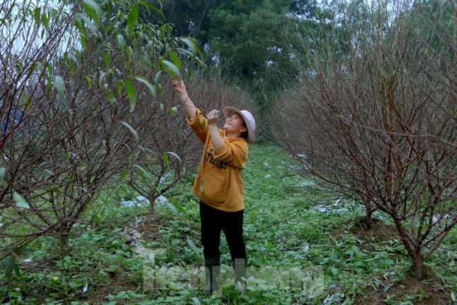 Việc tuốt lá bắt đầu từ vài ngày trở lại đây. Trên gương mặt người trồng đào lộ rõ niềm vui, hy vọng hoa nở đúng dịp Tết, bán được giá.