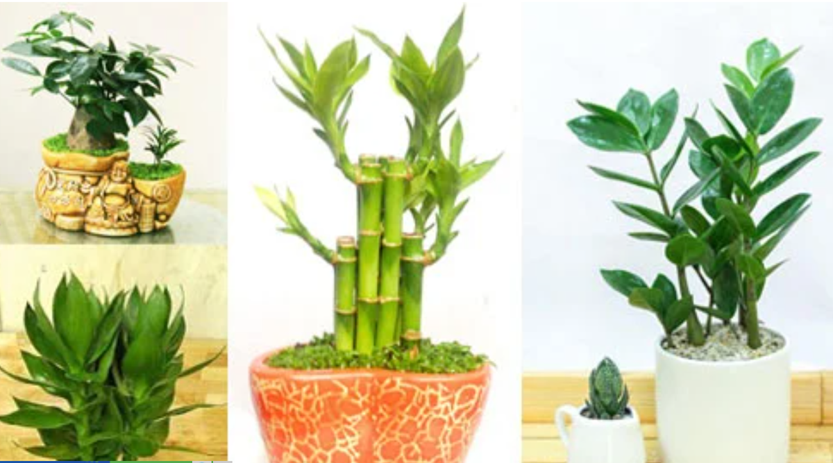 Dung dat hoa cuc len ban tho mai: Day moi la loai cay loc khi-Hinh-2