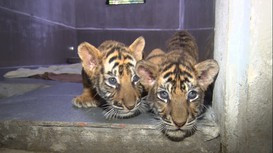 Ngày 6/6/2018, kiểm tra xe ô tô do Hoàng Văn Thiên (SN 1991, trú xã Quỳnh Thanh, huyện Quỳnh Lưu, Nghệ An) điều khiển lưu thông trên quốc lộ 7A, lực lượng chức năng phát hiện 5 cá thể hổ đã chết được bỏ trong thùng xốp. Tài xế khai nhận, 5 cá thể hổ trên là của Bùi Văn Hiếu (SN 1992, trú xã Quỳnh Thanh, huyện Quỳnh Lưu). 