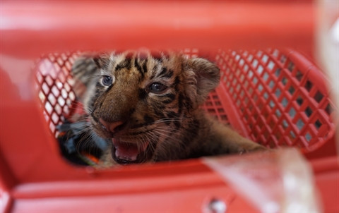 Ngày 6/11/2017, Công an thị xã Bỉm Sơn, tỉnh Thanh Hóa bắt quả tang đối tượng Lê Văn Trung (SN 1981, trú tại phường Nghi Hải, thị xã Cửa Lò, tỉnh Nghệ An) vận chuyển trái phép một cá thể hổ 300kg còn sống. Trung khai cá thể hổ này được vận chuyển từ Nghệ An ra Hà Nội tiêu thụ. 