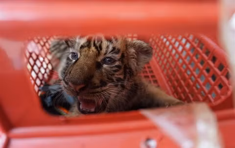 Ngày 6/11/2017, Công an thị xã Bỉm Sơn, tỉnh Thanh Hóa bắt quả tang đối tượng Lê Văn Trung (SN 1981, trú tại phường Nghi Hải, thị xã Cửa Lò, tỉnh Nghệ An) vận chuyển trái phép một cá thể hổ 300kg còn sống. Trung khai cá thể hổ này được vận chuyển từ Nghệ An ra Hà Nội tiêu thụ. 