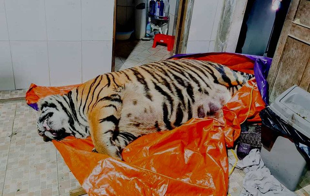 Đêm 19/1/2021, Công an Hà Tĩnh phối hợp với Công an huyện Hương Sơn khám xét nhà ông Đinh Nhật Nghệ (SN 1972, trú thôn Bảo Thượng, xã Quang Diệm) và phát hiện một cá thể hổ nặng 250kg trong tình trạng đã chết. Con hổ được xác định bị trích điện. Sau gần 1 ngày bỏ trốn, ông Nghệ đã đến cơ quan công an đầu thú. Ông Nghệ khai mua con hổ từ Nghệ An đưa về nhà để nấu cao hổ nhưng chưa kịp thì bị bắt.