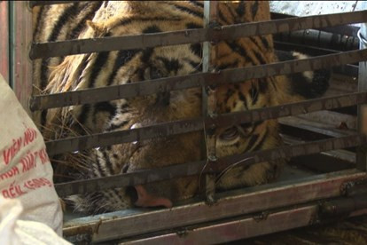 Ngày 7/1/2018, Công an tỉnh Quảng Ninh, kiểm tra xe ô tô khách BKS 14B – 019.26, do anh Nguyễn Văn Hùng điều khiển, đi hướng Hạ Long- Móng Cái, phát hiện bắt quả tang Hoàng Đình Quân vận chuyển cá thể động vật hoang dã, quý hiếm gồm 5 cá thể Hổ đông lạnh đã chết; 1 kg bộ phận sinh dục của cá thể Hổ đực; 41 kg thịt Hổ đông lạnh...