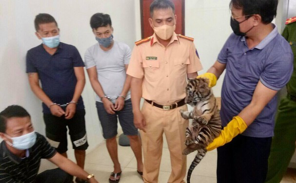 Ngày 1/8/2021, Công an tỉnh Nghệ An bắt giữ 2 đối tượng Trần Trung Hiếu (SN 1984, lái xe), Nguyễn Văn Lai (SN 1967) khi đang vận chuyển 7 cá thể hổ đang sống có tổng trọng lượng khoảng 33kg. Đối tượng khai nhận số hổ con nói trên được đựng trong 4 sọt nhựa các loại và không có giấy tờ chứng minh nguồn gốc hợp pháp, được vận chuyển từ Hương Sơn (Hà Tĩnh) về Nghệ An tiêu thụ. 