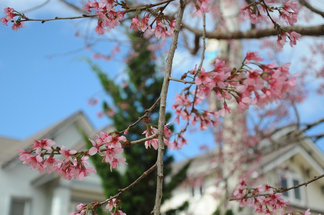 Bạn Nguyễn Nhật Minh (cùng nhóm bạn từ TP Hồ Chí Minh) cho biết, lên Đà Lạt du lịch kỳ nghỉ Tết Dương lịch để thay đổi không khí, lại đúng lúc mai anh đào đua nở nên đã không bỏ lỡ dịp được tận mắt chứng kiến và lưu lại những tấm ảnh đẹp cùng loài hoa này. 