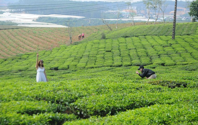 Cùng với mai anh đào dọc hai bên đường, Đồi chè Cầu Đất là điểm du lịch thu hút đông đảo du khách khi đến Đà Lạt.