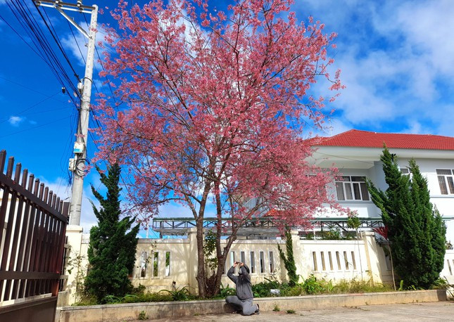 Thời tiết nắng đẹp càng tô vẻ rực rỡ cho mai anh đào.