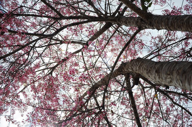 Được biết, mai anh đào thuộc cây ôn đới, phân bố ở độ cao trên 1000m.