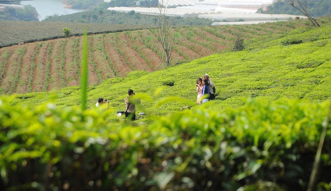 Ngoài việc được người dân trồng làm cảnh quan, thu hút du khách, mai anh đào cũng mọc tự nhiên ở nhiều nơi trên núi đồi cao nguyên.